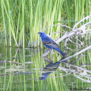 blue-grosbeak