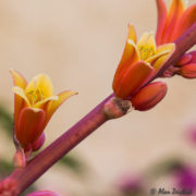 Red Yucca Flower