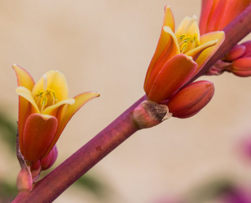 Red Yucca Flower